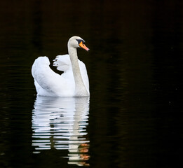 Ein einsamer Schwan spiegelt sich auf dem abendlichen See