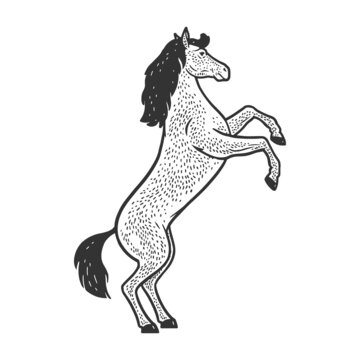 rearing horse sketch engraving raster illustration. T-shirt apparel print design. Scratch board imitation. Black and white hand drawn image.