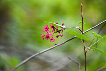Wild honeysuckle © RaincoastRider