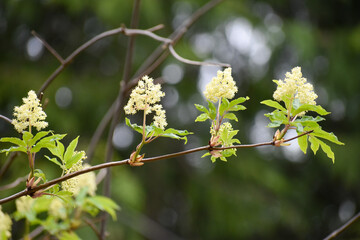 Elderflower
