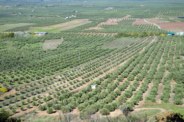 Cultivo intensivo de olivos. Agricultura intensiva de olivares. Jaén tierra de olivos - obrazy, fototapety, plakaty