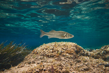sea bass in the adriatic sea