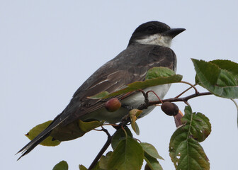 Grey Sparrow perched on the tree branch