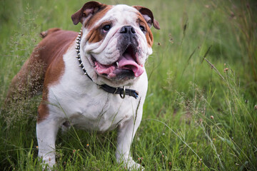 bulldog in the fields
