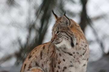 Luchs