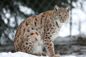 Luchs