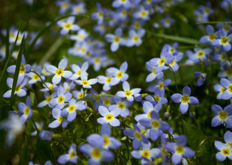 Bluetts
