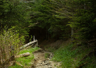 Great Smoky Mountains