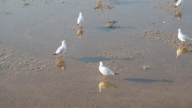 Seagulls foraging for food on the sand of the sea at low tide.