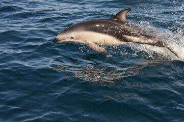 Delfin saltando, Puerto Madryn Chubut Argentina