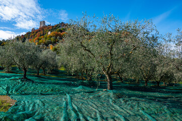Harvesting of ripe green organic olives on farm plantation near Castiglione d