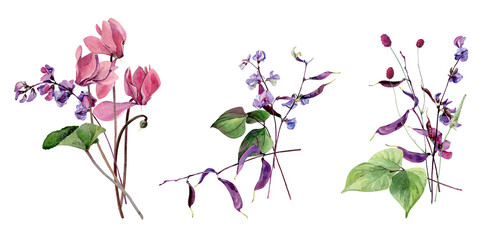 Watercolor bouquets of beans and cyclamen flowers - obrazy, fototapety, plakaty