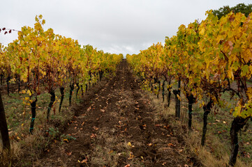 Obraz premium Autumn on vineyards near Orvieto, Umbria, rows of grape plants after harvest, Italy