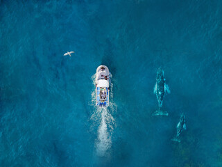 Whales dominican republic, Top view. Boat with two whales. Whales watching. Aerial