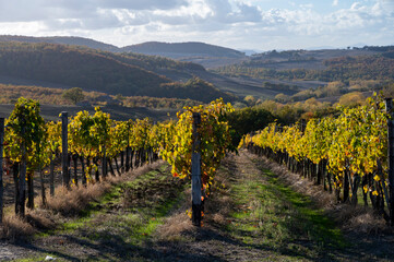 Fototapeta premium View on hills of Val d'Orcia, autumn on vineyards near wine making town Montalcino, Tuscany, rows of grape plants after harvest, Italy