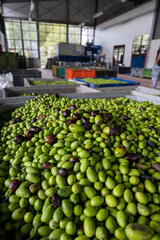 Fresh ripe black and green olives in boxes ready for extraction and cold pressing on organic olive oil farm in small mountain village Lenola, Lazio, Italy
