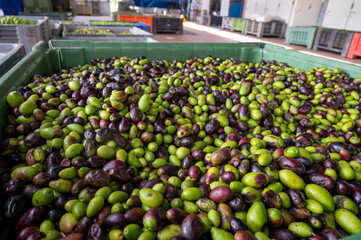 Fresh ripe black and green olives in boxes ready for extraction and cold pressing on organic olive oil farm in small mountain village Lenola, Lazio, Italy