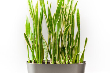 Evergreen indoor ornamental snake plant in a pot on white wall background. Indoor decorative plant for room and house decoration.