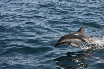 Delfín saltando, Puerto Madrin Argentina