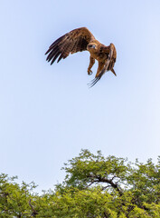Tawny Eagle takes off in the Kgalagadi