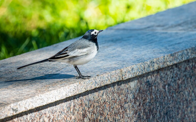 A White Wagtail on a wall