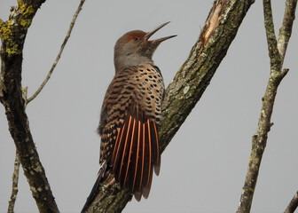 Very scared young woodpecker perched on the tree branch