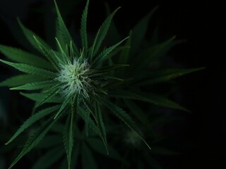 alternative medicine presented by medical marijuana, texture female cannabis bush top view on a dark blurred background, medicinal and narcotic plants, in particular, recreational cannabis close-up