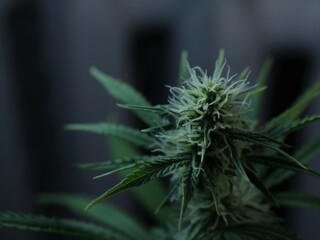 textured top of a marijuana bush in its ripening stage with wavy hairs and sharp, embossed leaves that fade into a blur, details of a female cannabis plant in the final stage of maturity, close-up