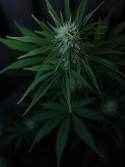 a female marijuana bush image in blur in a dark key, a defocused cannabis plant on a dark background during the act of flowering, a fleecy bud and a textured foliage of a cannabis bush
