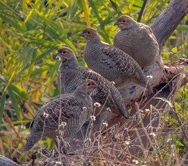 A Group of Grey Francolin