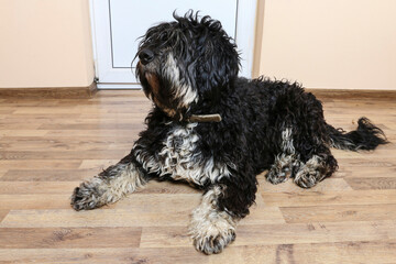 The Schapendoes or Dutch Sheepdog at home.