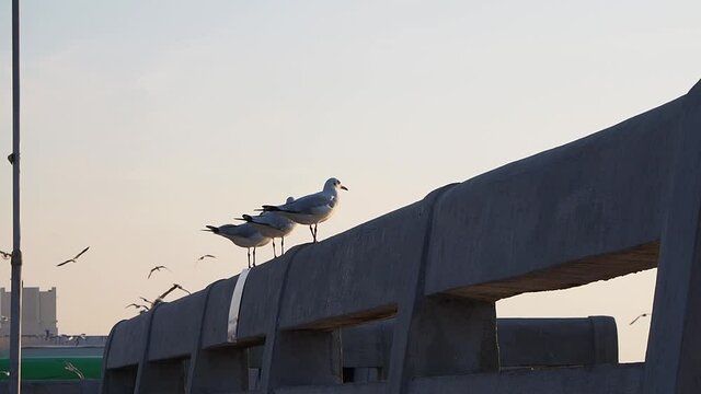 Seagulls are perched on the edge of the cement bridge.