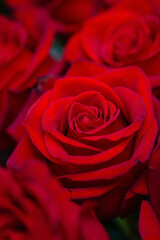 Fototapeta premium fresh roses in the vase