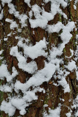 Pine bark covered with snow, closeup. Beautiful winter landscape