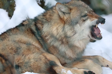 Obraz premium wolf 