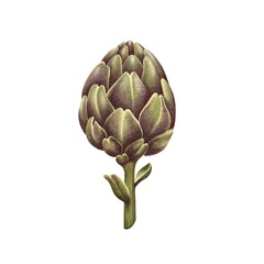 Fototapeta premium Color artistic illustration of an artichoke