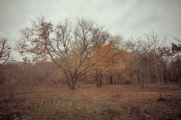 yellow trees in fall against the background of the evening sun