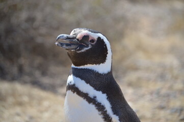 Fototapeta premium Pinguino de perfil, Puerto Madrin Argentina
