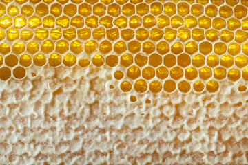 Honey cells with a wax