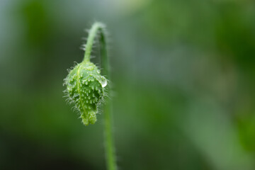 Poppy flower bud in light rain..