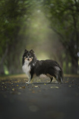 Sheltie dog. Shetland sheepdog