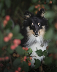Sheltie dog. Shetland sheepdog