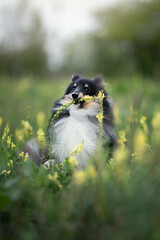 Sheltie dog. Shetland sheepdog