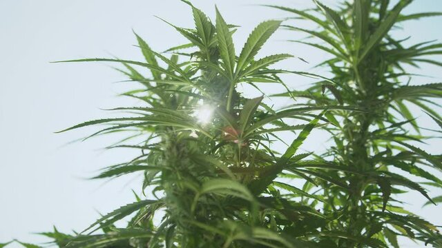 CLOSE UP, LENS FLARE, DOF: Spring sunbeams shine on fragrant medicinal marijuana plants soaring into the clear blue sky. Summer sunshine illuminates illegal weed plants as they grow in a hidden garden