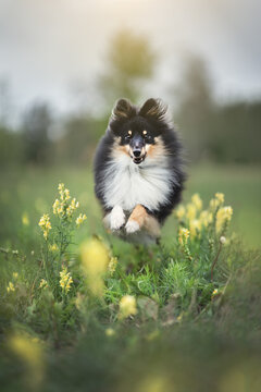 Sheltie dog. Shetland sheepdog