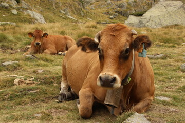 brown mountain cows