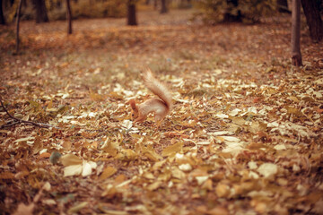 squirrel in the autumn forest