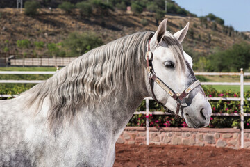 Obraz na płótnie Canvas Beautiful fine thoroughbred horse outside