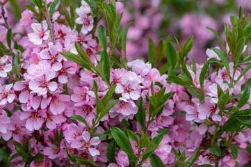 Prunus tenella dwarf Russian Almond pink petals flowers in bloom, beautiful ornamental plant shrub in bloom