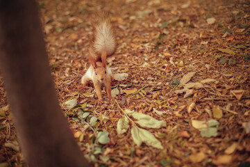 squirrel in the autumn forest